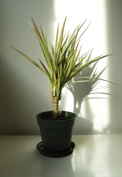 龙血树竹蕉植物 免版税图库照片