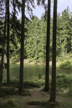 ağaçlar ve waterpond Harz içinde