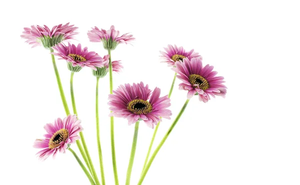 Eight pink gerbera isolated on white — Stock Photo, Image