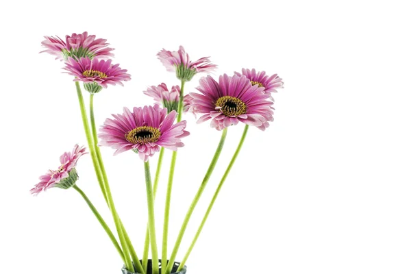 Otto gerbera rosa isolati su bianco — Foto Stock