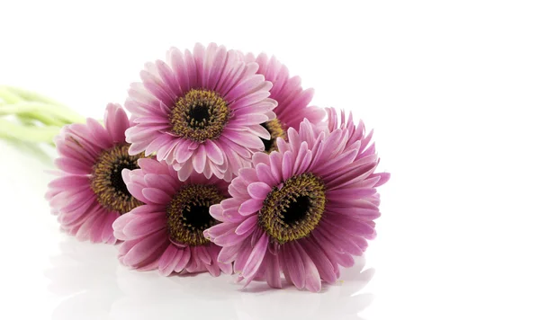 Pembe gerbera beyaza izole edilmiş. — Stok fotoğraf