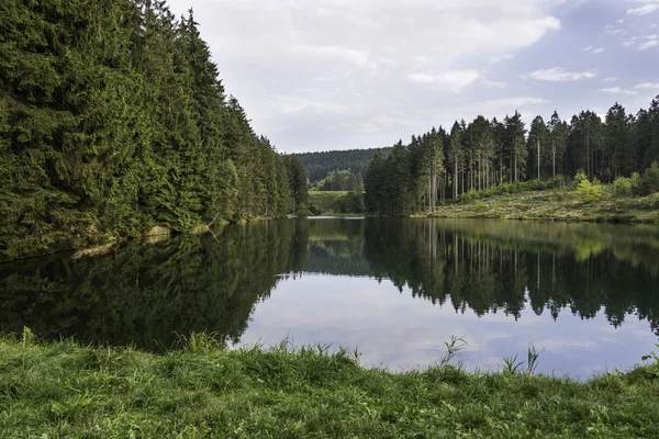 Лісу в регіоні harz район Німеччини — стокове фото