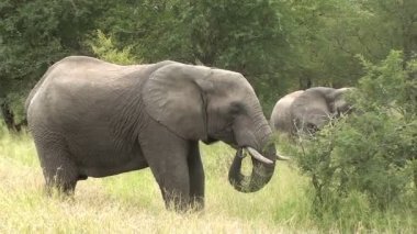 fil sout Afrika yemek