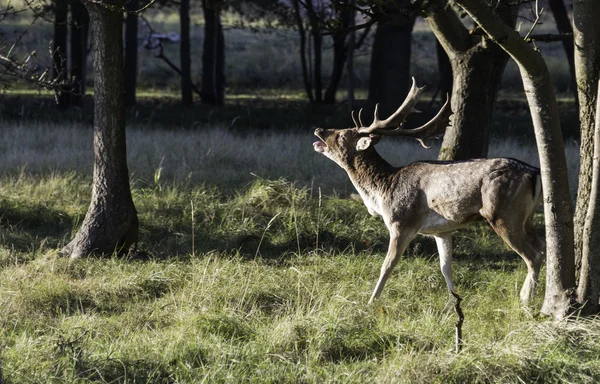 Belling fallow deer in nature — Stock Photo, Image