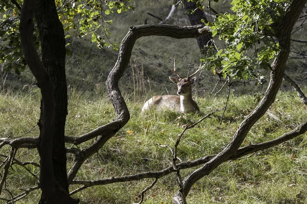 Young fallow deer in Holland — Stock Photo, Image