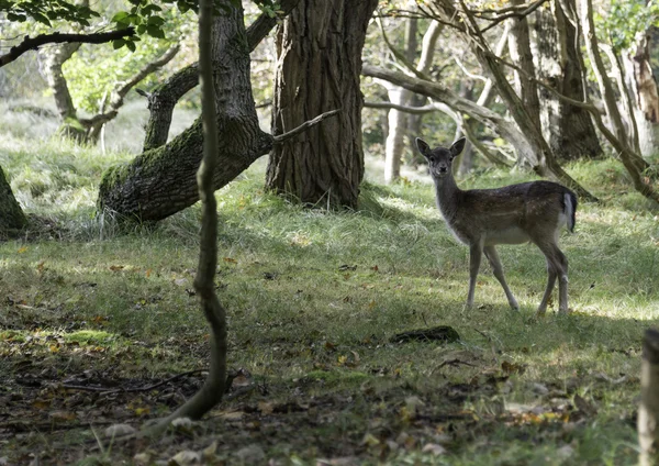 Young bambi deer — Stock Photo, Image