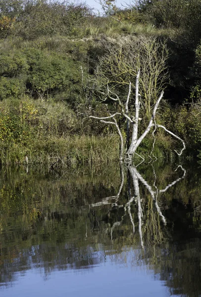Reflexión del árbol en otoño — Foto de Stock