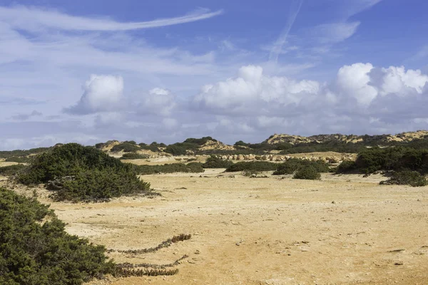 Tropikal Portekiz'de kum ve yeşil bitkiler — Stok fotoğraf