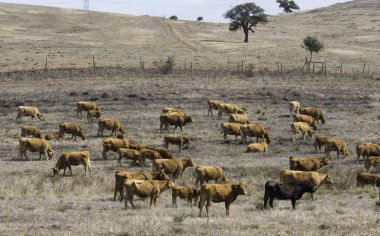 İnekler geniş kırsal alanlarda. Portekiz'in Alentejo bölgesi