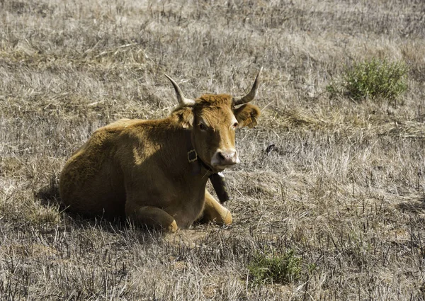 Grande mucca maschio posa nel campo — Foto Stock