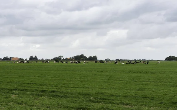 Group of cows in  Holland — Stock Photo, Image