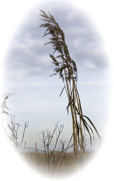 Trockenweizenpflanze — Stockfoto
