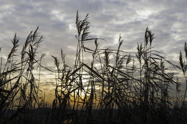 Trockene Weizenpflanzen im Sonnenuntergang — Stockfoto