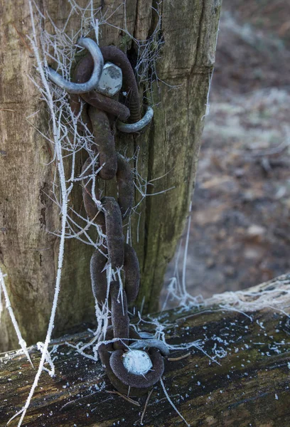 Corrente na floresta — Fotografia de Stock