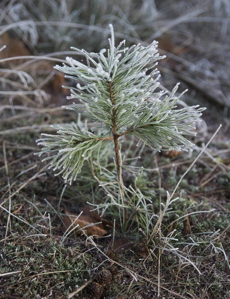 Jeune pin en hiver — Photo