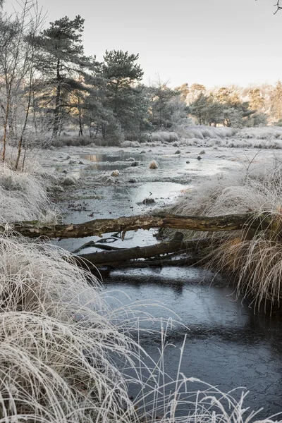 Paysage hivernal avec arbres et eau — Photo