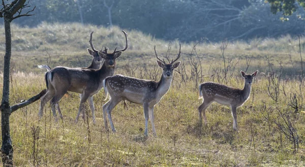 Group of fallow deer — Stock Photo, Image