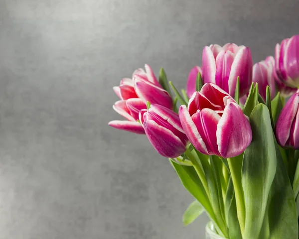 Tulipes roses sur fond sombre — Photo
