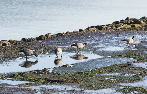 Oche acqua potabile in stagno — Foto Stock