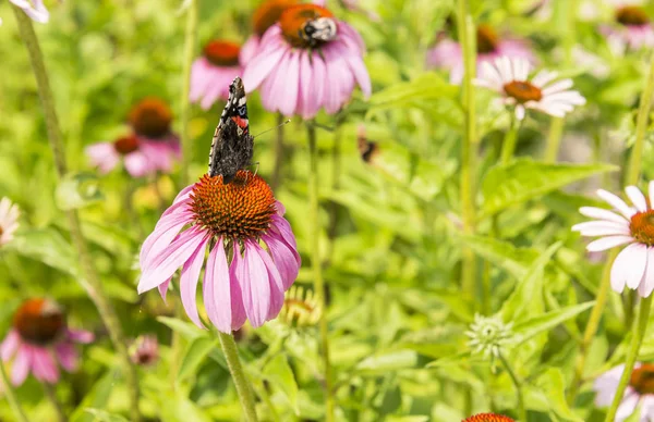 Echinacea purpurea com borboleta — Fotografia de Stock