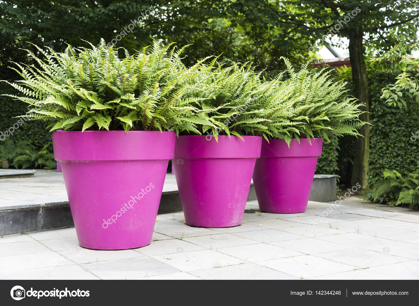 Three Purple Vases With Green Plants Stock Photo C Compuinfoto