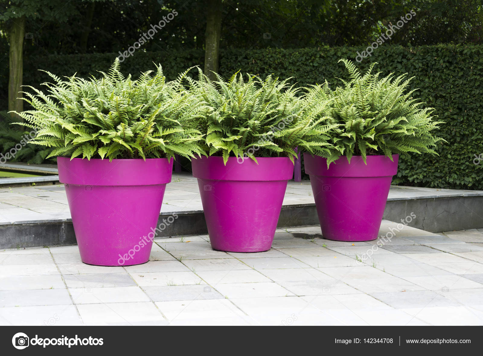 Three Purple Vases With Green Plants Stock Photo C Compuinfoto