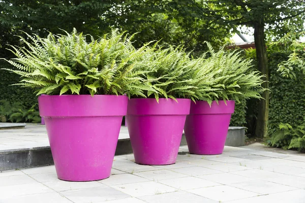 Drie paarse vazen met groene planten — Stockfoto