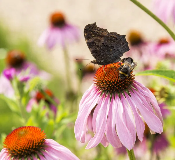 Echinacea purpurea mit Schmetterling — Stockfoto