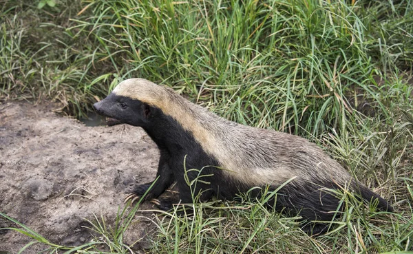 African ratel madu — Stok Foto