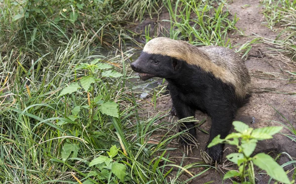 African ratel madu — Stok Foto