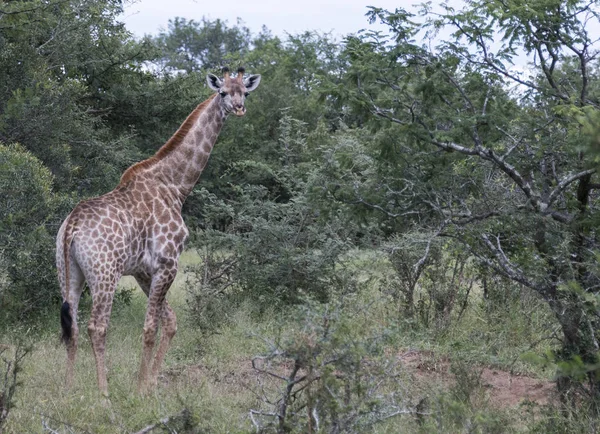 Žirafa během safari v Jižní Africe — Stock fotografie