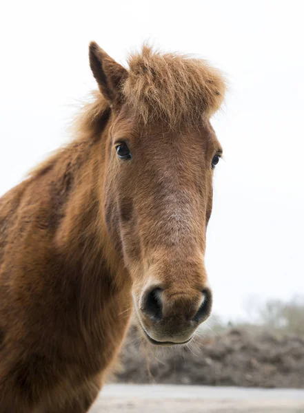 Ló, holland jellegű — Stock Fotó