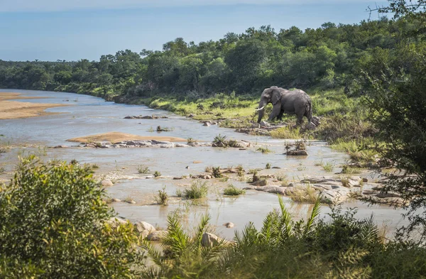 Rivière éléphant dans le parc national de Kruger — Photo