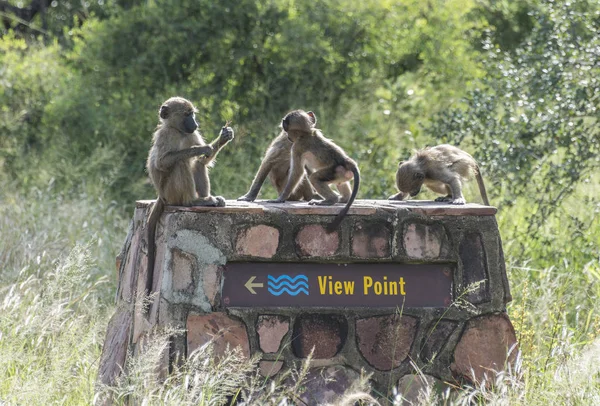 Grupo de monos jóvenes acostados en el punto de vista — Foto de Stock