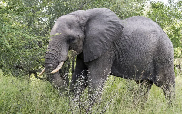 Big elephant in kruger park — Stock Photo, Image