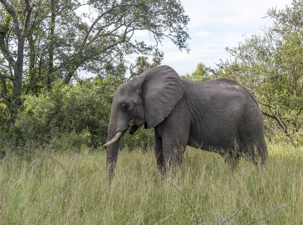 Duży słoń w kruger parku — Zdjęcie stockowe