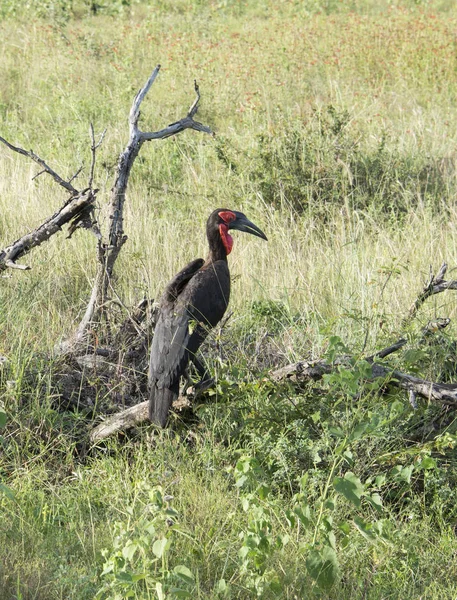 Güney kara Kartallar