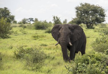 Kruger Park 'taki büyük fil.