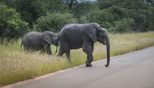 Elefante grande com elefante bebê jovem no parque Kruger — Fotografia de Stock