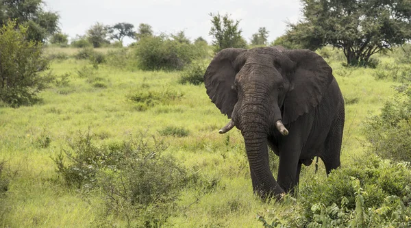 Duży słoń w kruger parku — Zdjęcie stockowe