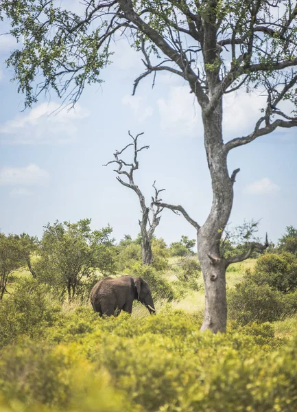 Elefante em th África do Sul natureza — Fotografia de Stock