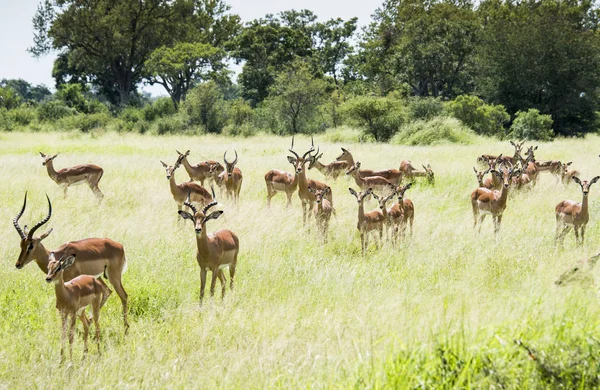 Groupe d'impalas en Afrique du Sud — Photo