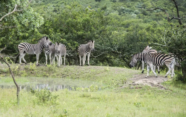 Группа зебр в Южной Африке в дикой природе — стоковое фото