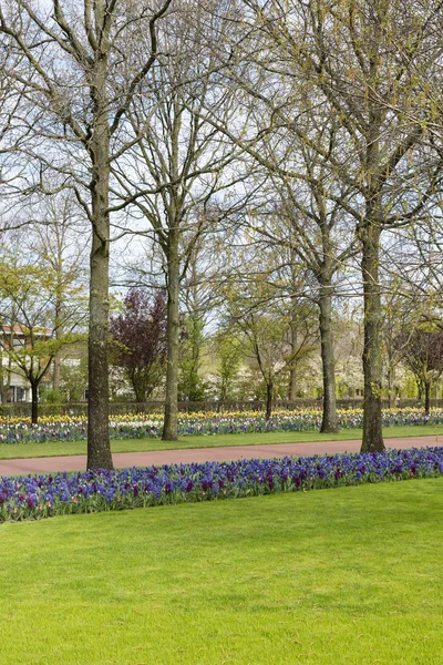 El keukenhof en Lisse —  Fotos de Stock