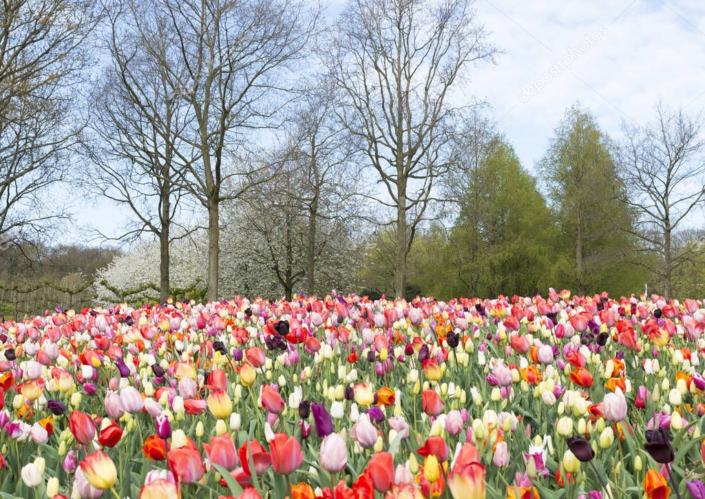 the keukenhof in Lisse