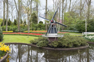 yel değirmeni ve Hollandalı Keukenhof laleler
