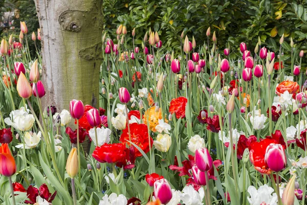 Campo de tulipas na Holanda — Fotografia de Stock