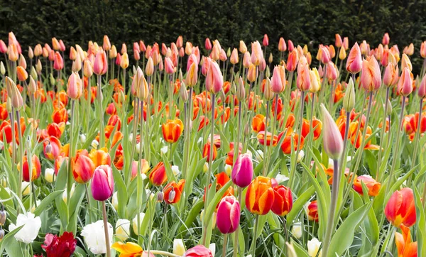 Tulipanes anaranjados largos en Holanda —  Fotos de Stock