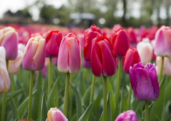 Tulipanes rojos y rosados — Foto de Stock