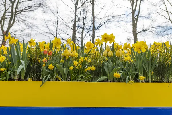 Жовті квіти нарцисів у квітковій мисці — стокове фото